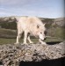 bílý vlk.jpg