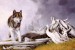 malovaný vlk.jpg